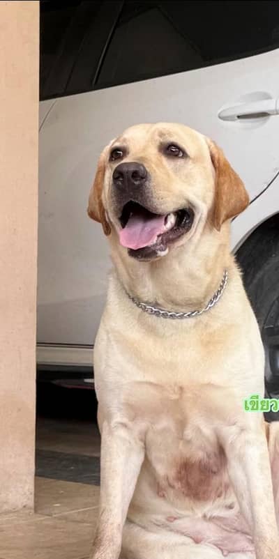 Confirm Breader Eng Labrador  exchange possible with German Shepherd