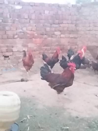 Desi murgy hens