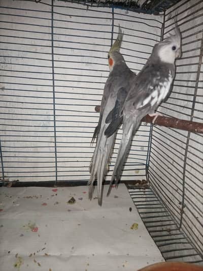 urgent sale