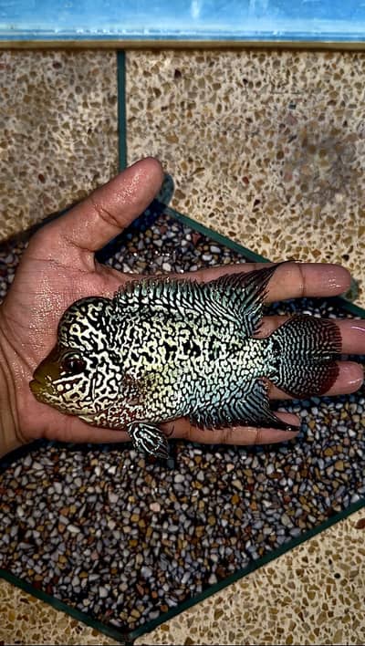 Premium Pearly Malau / Zhen Zhu Flowerhorn