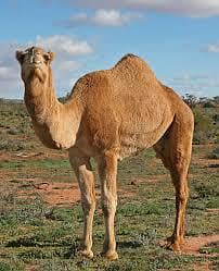QURBANI CAMELS/CANELS /QURBANI K ONTH 03125173572