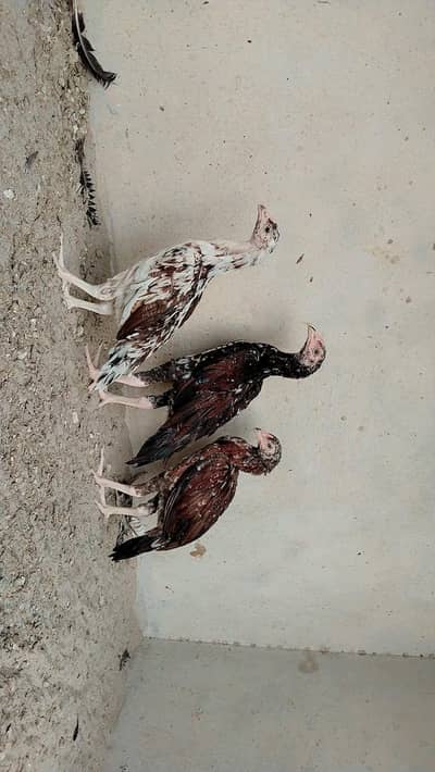 High Quality Chicks Available. Parents pics attached