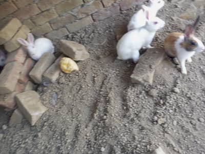 New Zealand white rabbits