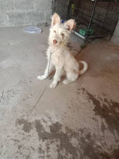 Poodle puppy