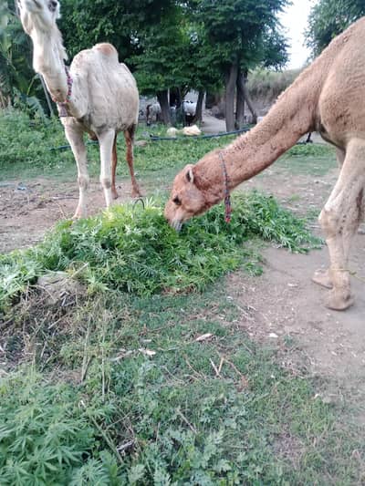 CAMELS/SADQA/AQEEQA  03125173572