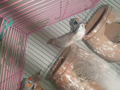 zebra finches common