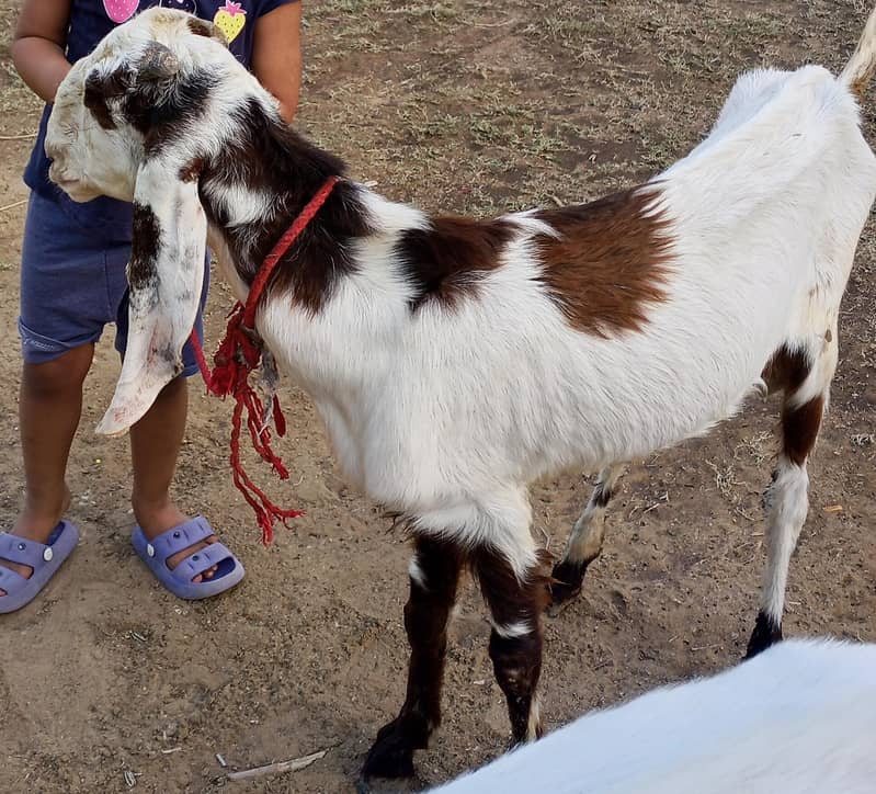 Bakra 2 Dant 0