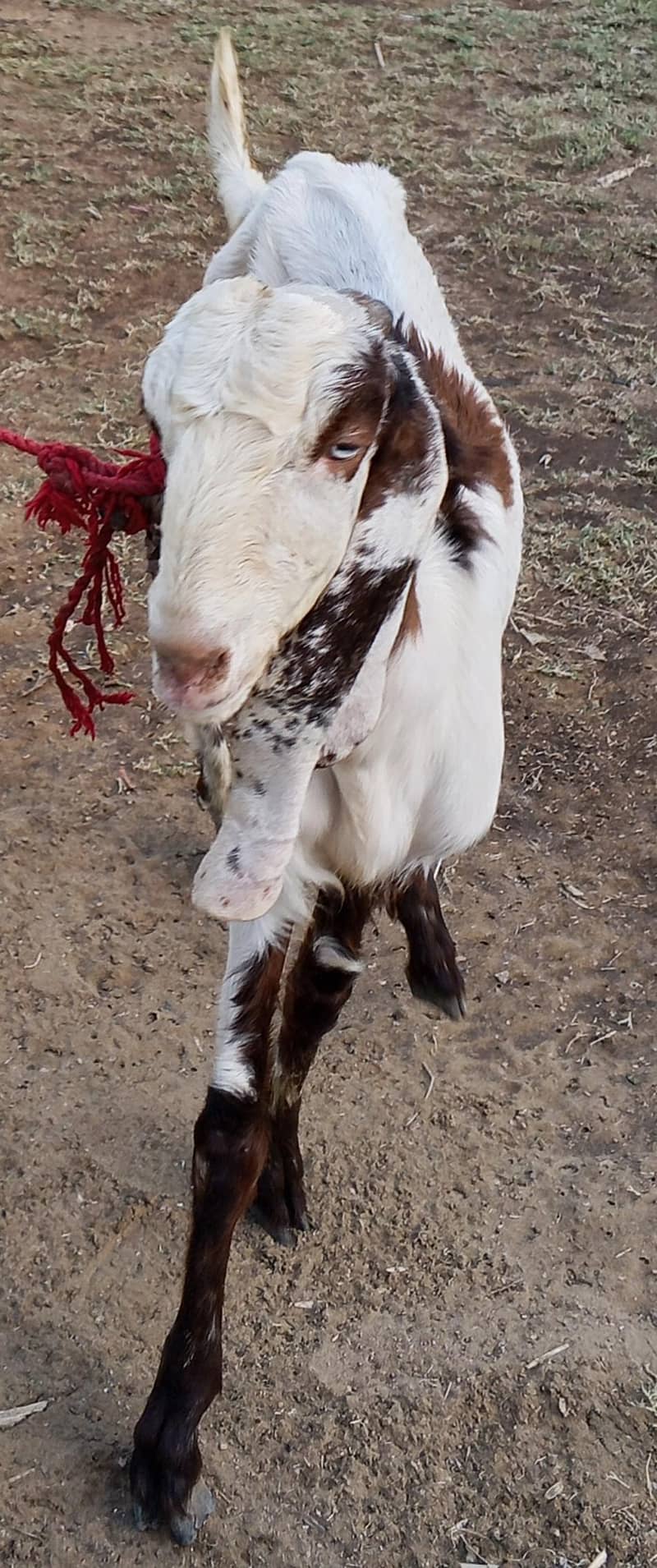 Bakra 2 Dant 1