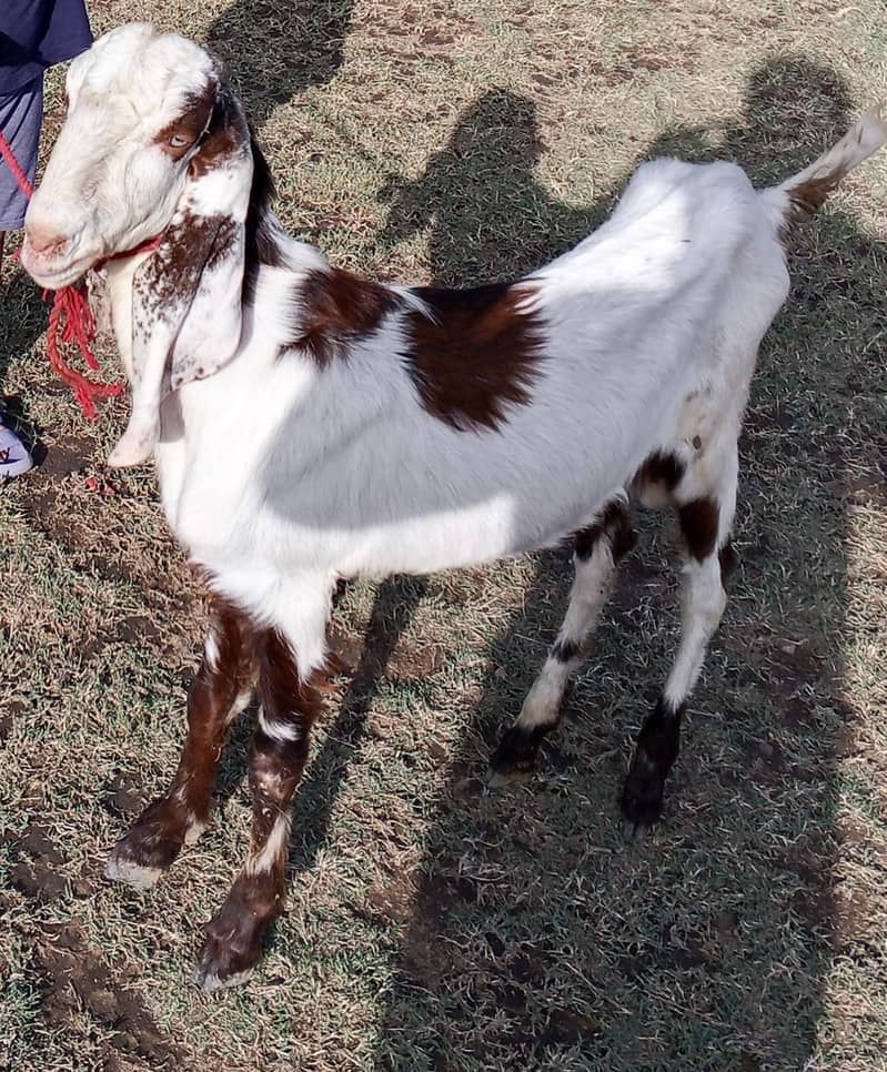 Bakra 2 Dant 2