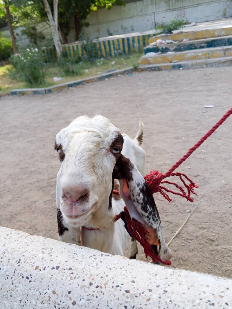 Bakra 2 Dant 3