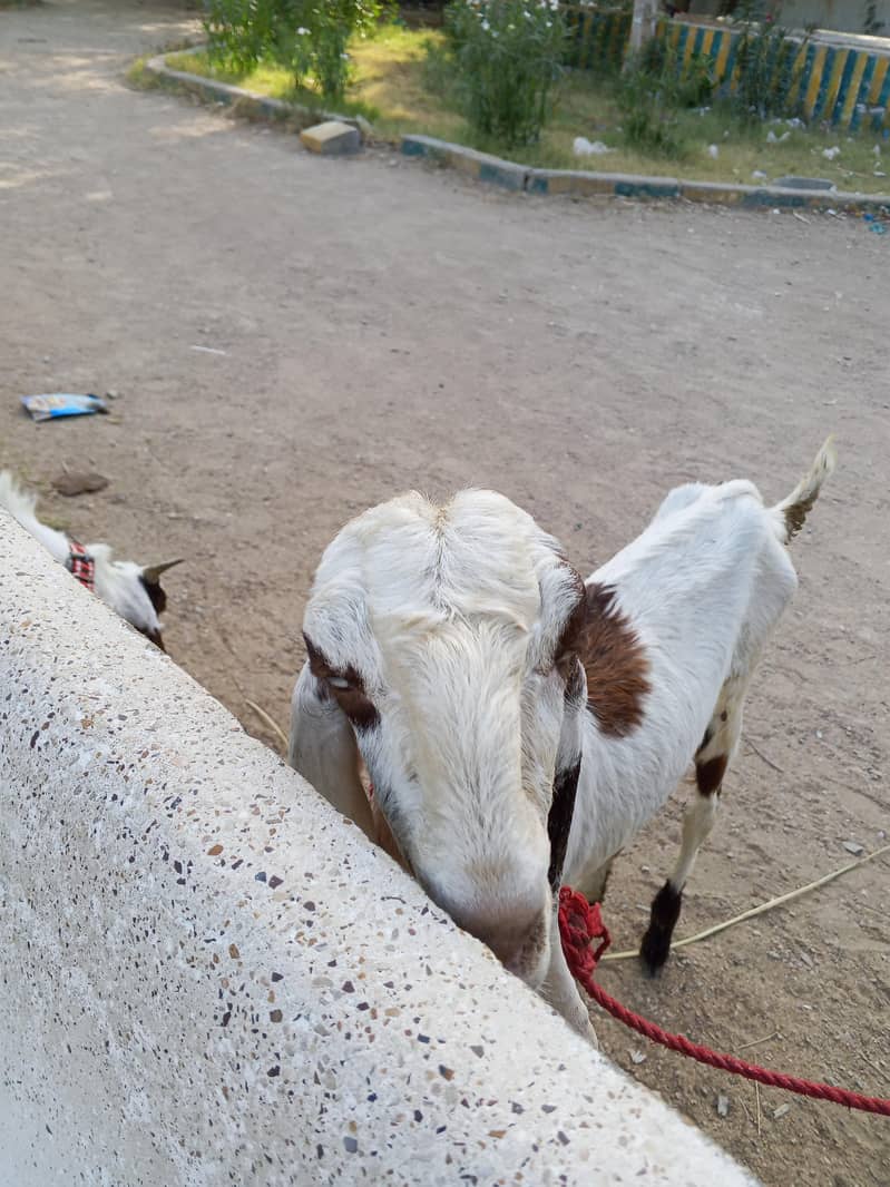 Bakra 2 Dant 4
