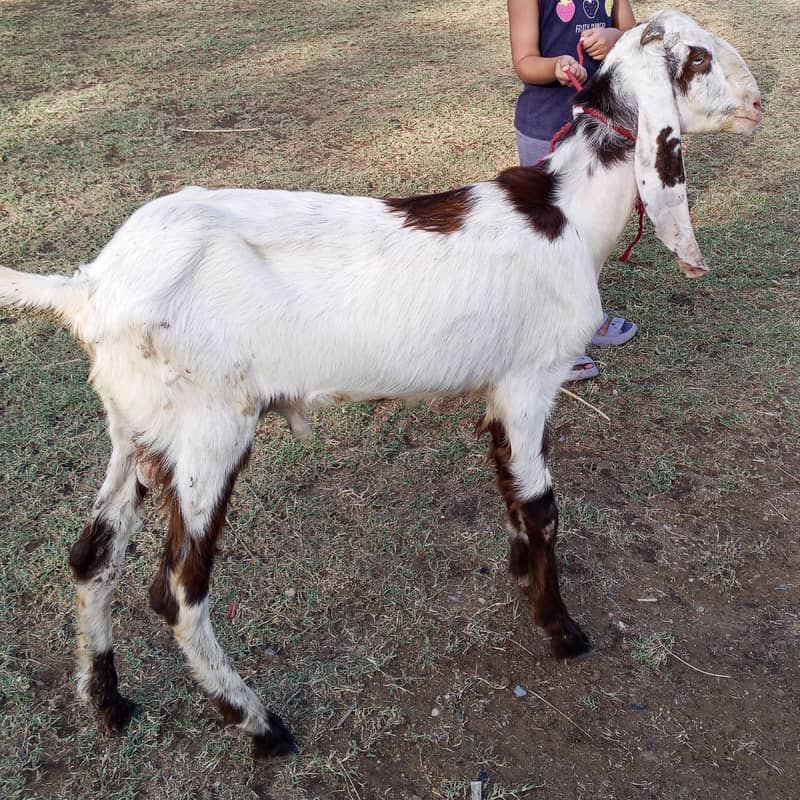 Bakra 2 Dant 5