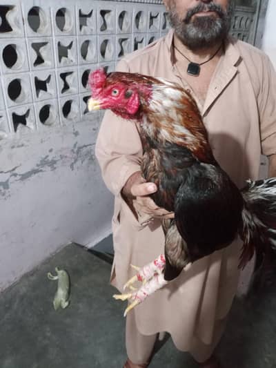 Aseel amroha old blood line