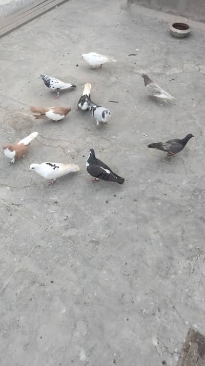 Mix pigeon