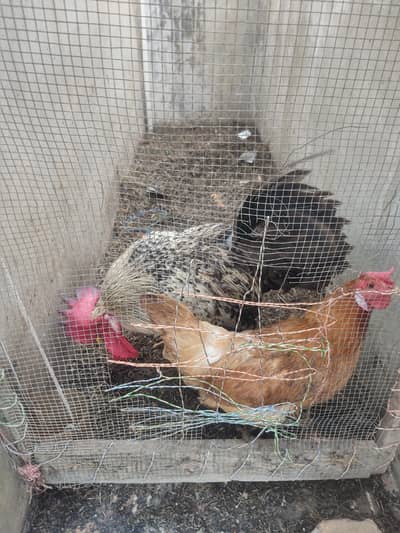 Misri Beauti Hens pair 0/3/1/2/8/7/3/0/7/0/3