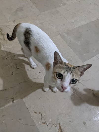 Mother Cat with 4 Healthy Kittens – Looking for a Caring Home