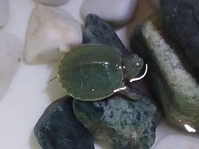 cute red eared silder baby turtle