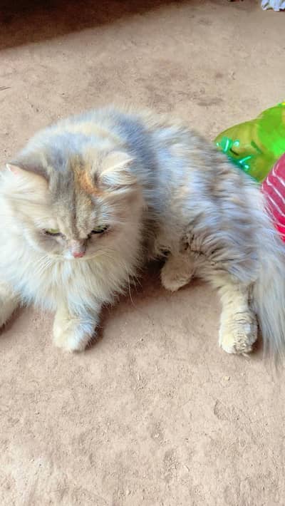 daubal cot cut cat  for sale only 12k
