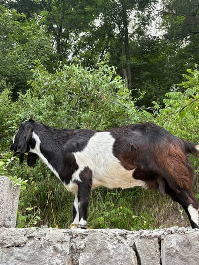 Goat for Sale