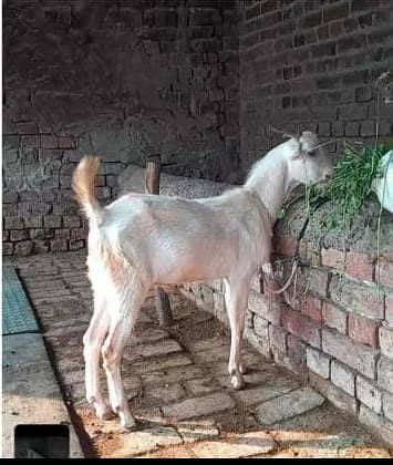 Teda Male seengo wala #03274116585