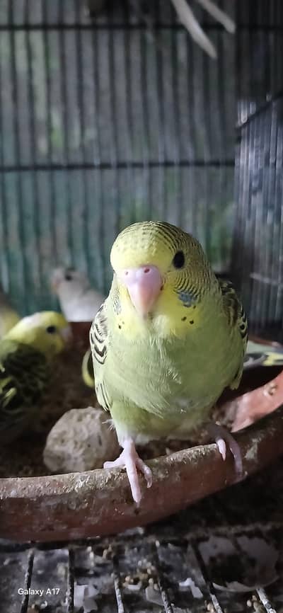 budgies Australian parrot available for sale