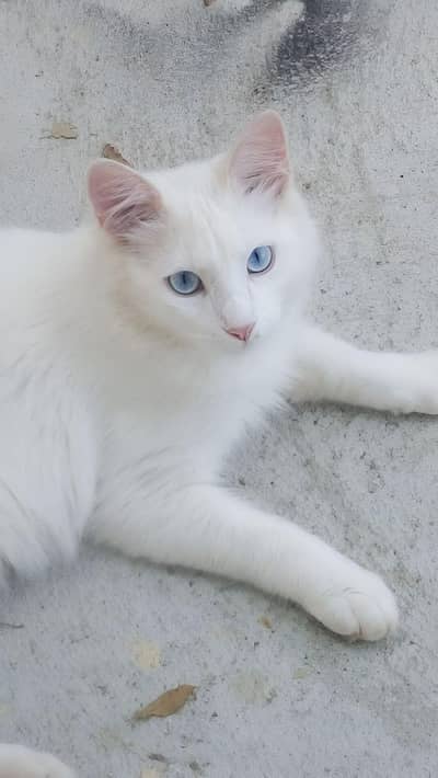 Persian Female kitten