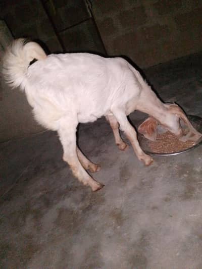 2 month goat 