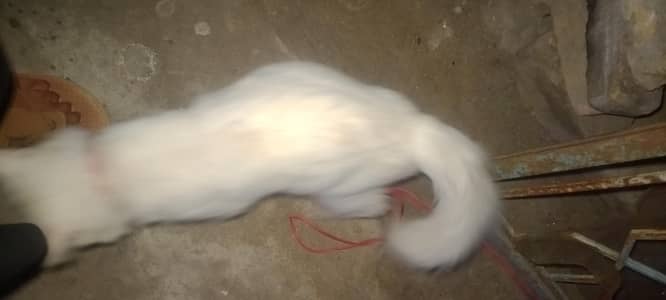 pir shiney car mala ha fully white