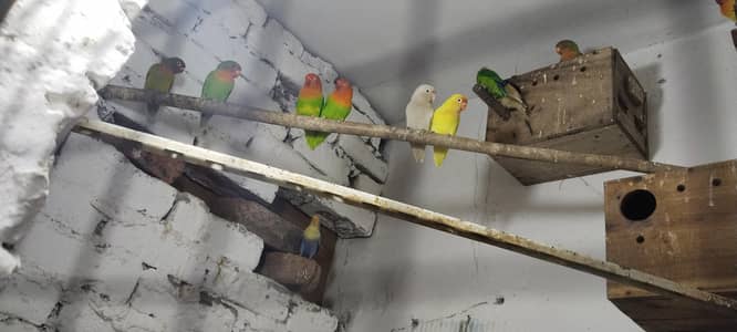 All Lovebirds with Chicks Setup for Sale