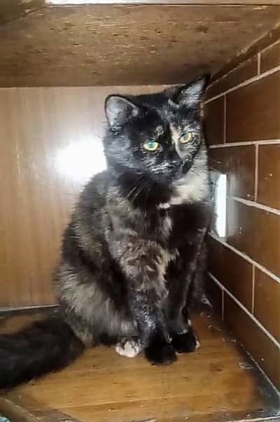 Beautiful breeder cat