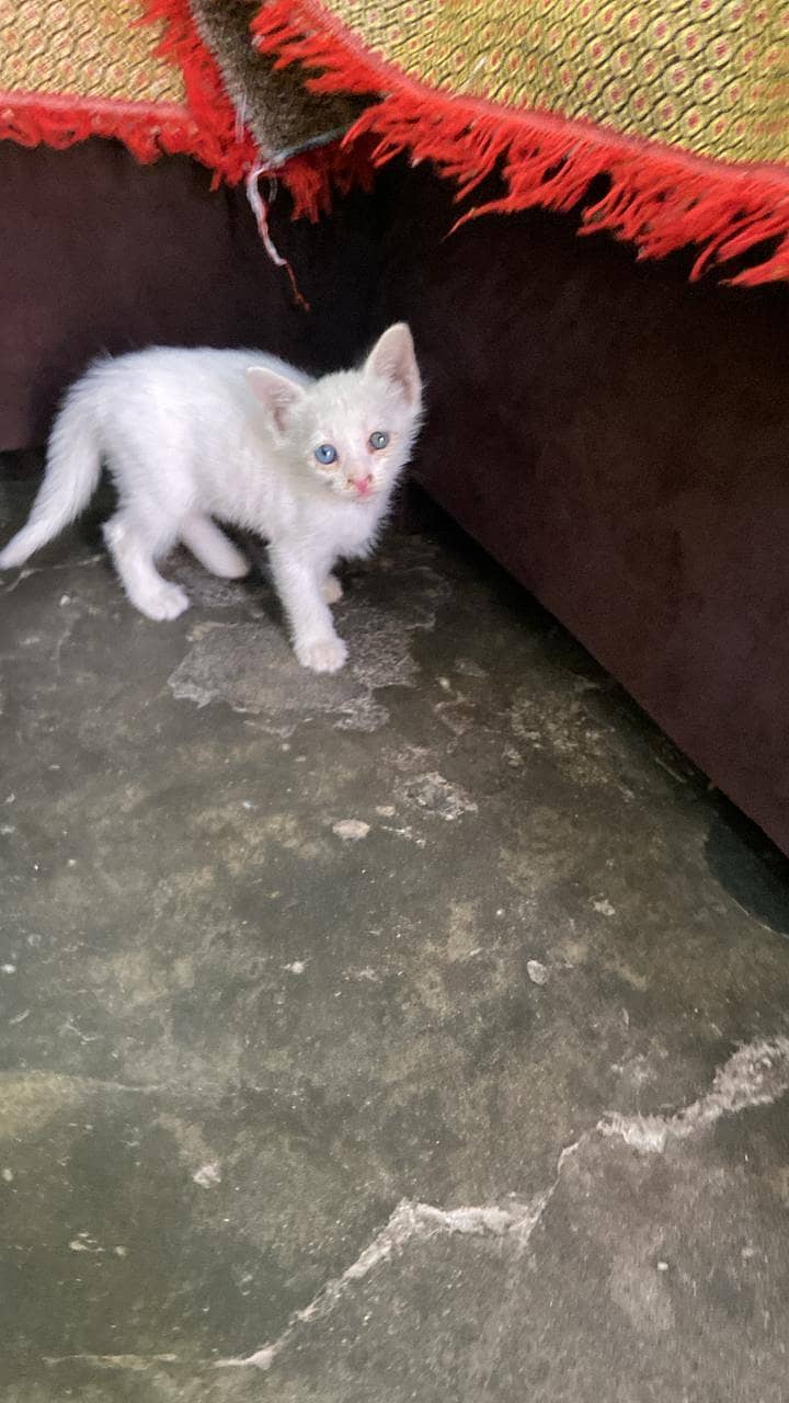 kitten 1