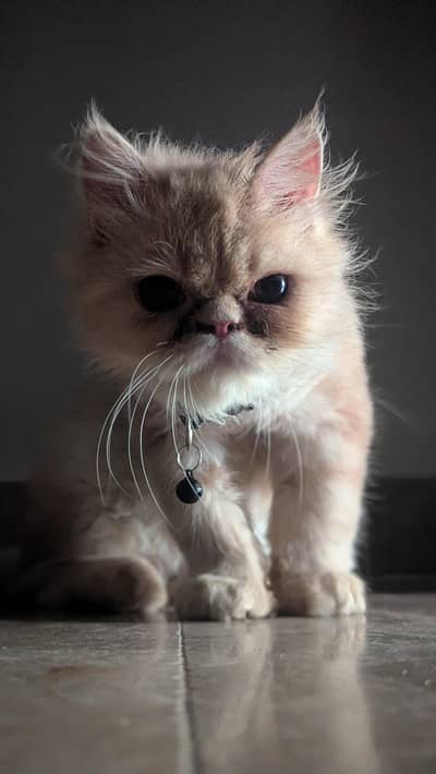 punch face Persian female urgent sale