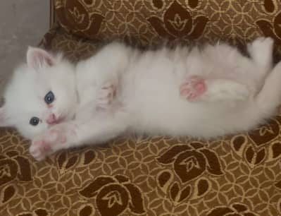 Persian Cat breed