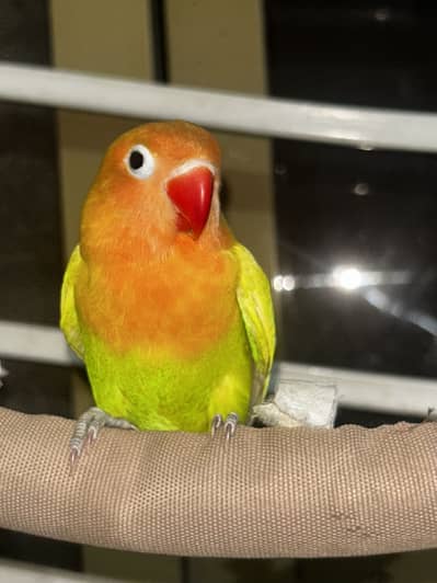 Love bird Hand tamed parrot