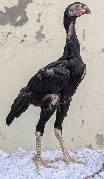 japanese shamo chicks