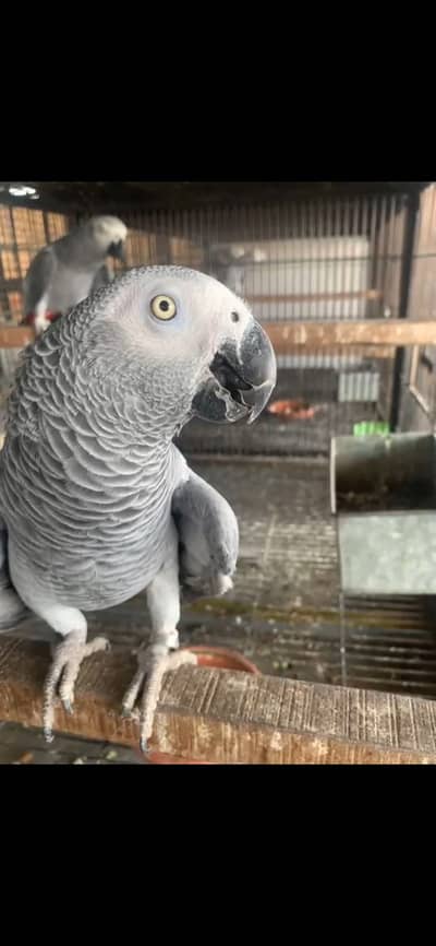 African grey
