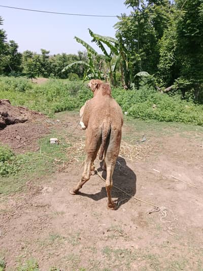 Camels available 03125173572