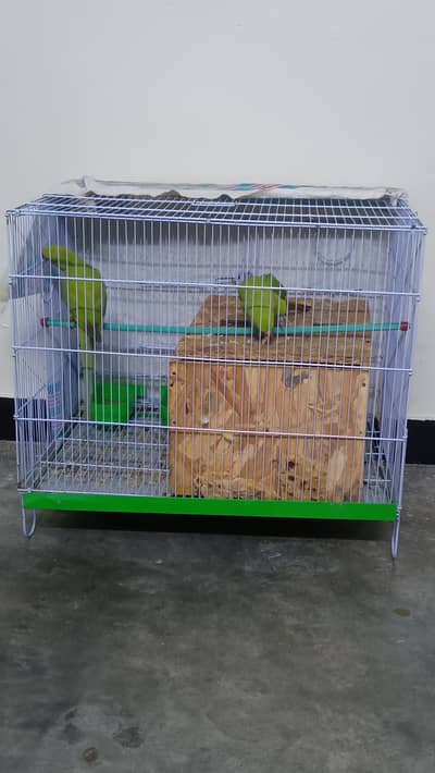 Green Ring neck pair for sell