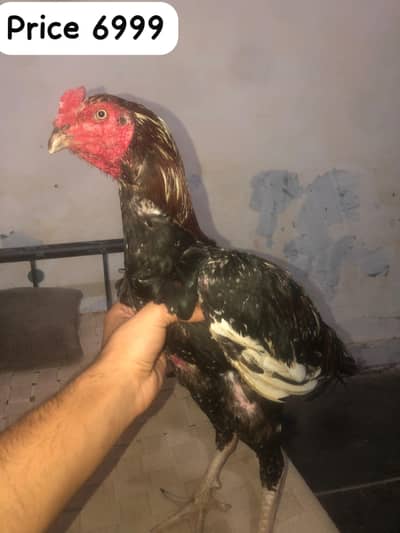 Aseel hens for sele