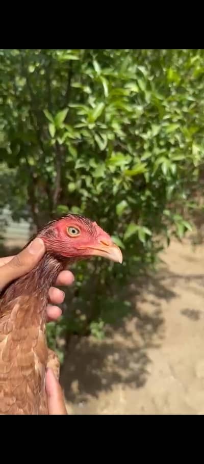 Pure Mianwali Quality aseel murgi