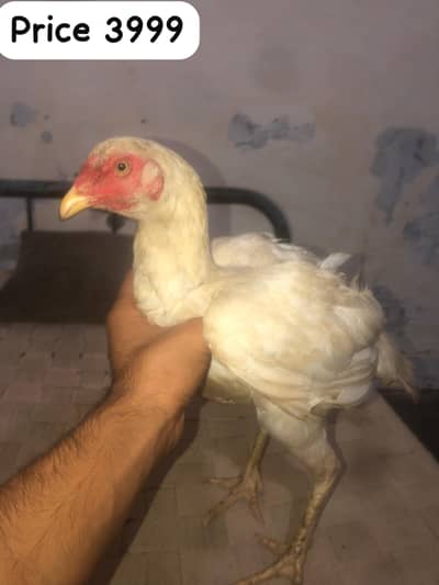 Aseel hens for sale