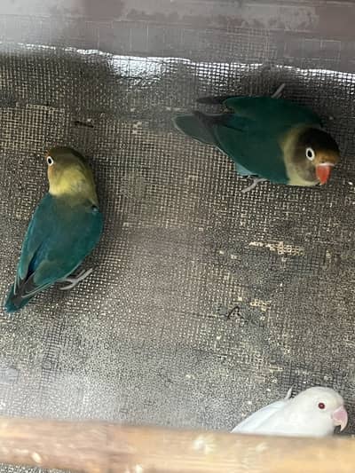 Love birds
