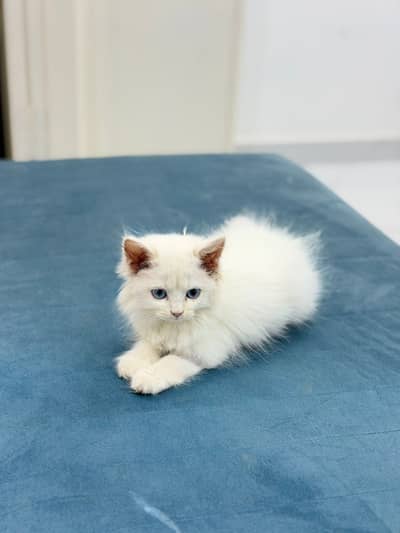 Persian Cat Trained with blue for sale with accessories