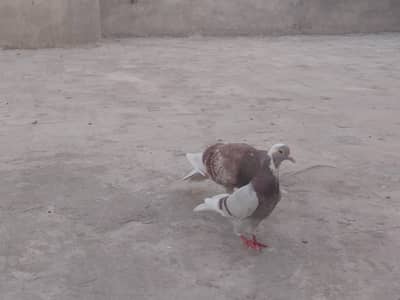 pair pigeon