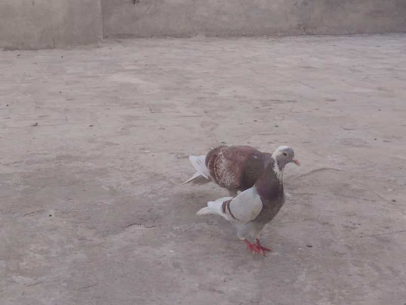 pair pigeon 0