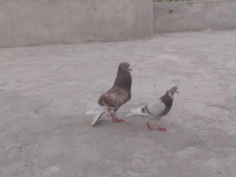 pair pigeon 1