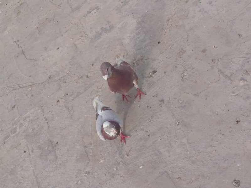 pair pigeon 2