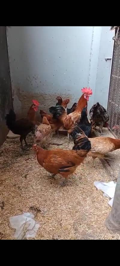 RIR , misri , aseel cross blood  egg laying all