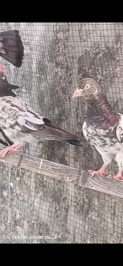 Teddy and Golden pigeons