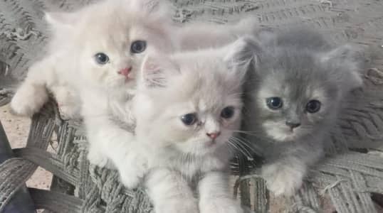 cat for sale